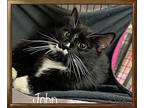 JOHN Domestic Shorthair Young Male