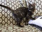 Lois Domestic Mediumhair Kitten Female