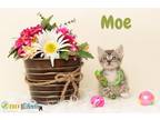 Moe Domestic Shorthair Kitten Male