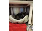Sookie Domestic Shorthair Young Female