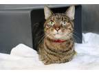 Cleo Domestic Shorthair Senior Female