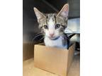 Pokey Domestic Shorthair Young Male