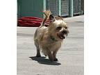 Luca Yorkie, Yorkshire Terrier Adult Male