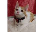 Jinx Domestic Shorthair Kitten Male