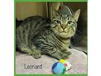 LEONARD - also see Penny Domestic Shorthair Kitten Male
