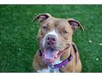 Bruno, American Staffordshire Terrier For Adoption In Gilroy, California