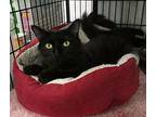 Cassie Domestic Shorthair Young Female