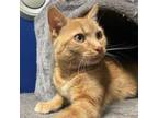 Adopt Alani a Domestic Short Hair