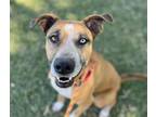 Adopt DIME (DIAMOND) a Husky, Pit Bull Terrier
