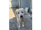 Adopt Noodle A419313 a Great Pyrenees