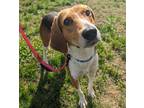 Adopt DeeDee a Treeing Walker Coonhound, Hound