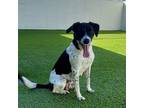 Adopt Pepper a German Shorthaired Pointer