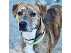 Adopt Mommy a Hound, Mixed Breed