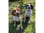 Adopt Cooper & HeyZ a Bluetick Coonhound