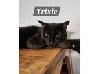 Adopt Trixie a Domestic Short Hair