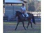 Super cute h/j show prospect 6yr 16h dark bay TB gelding