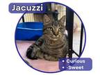 Adopt Jacuzzi a Domestic Short Hair