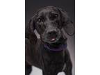 Adopt Scarlett a Plott Hound