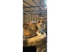 Adopt Reece from Wolfe Street, Goderich a Domestic Short Hair