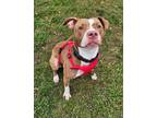 Adopt Hazel a Pit Bull Terrier