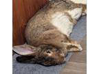 Adopt Willow a Flemish Giant