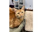 Adopt Arlene a Domestic Short Hair