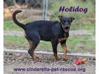 Adopt Holidog a Doberman Pinscher, Australian Cattle Dog / Blue Heeler