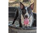 Adopt Maggie Magazine a Bull Terrier, Labrador Retriever