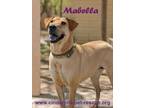 Adopt Mabella a Weimaraner, Shar-Pei