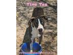 Adopt Tina Tea a Great Dane, Catahoula Leopard Dog