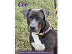 Adopt Cee a Staffordshire Bull Terrier