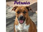 Adopt Petunia a Boxer, Australian Cattle Dog / Blue Heeler