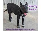 Adopt Candy Canine a Border Collie, Australian Cattle Dog / Blue Heeler