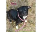 Adopt Nyx a American Staffordshire Terrier, Pit Bull Terrier