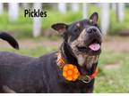 Adopt Pickles a Shar-Pei, Labrador Retriever