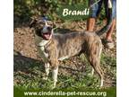 Adopt Brandi a American Staffordshire Terrier, Labrador Retriever