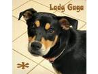 Adopt Lady Gaga a Rottweiler, Chow Chow