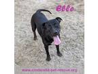 Adopt Elle a Staffordshire Bull Terrier