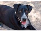 Adopt Regaliz a Australian Cattle Dog / Blue Heeler, Pit Bull Terrier