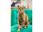 Adopt Peggy Sue a Domestic Short Hair