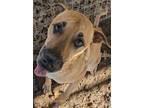 Adopt Maddee a Mixed Breed