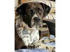 Adopt Betty June a Boxer, Catahoula Leopard Dog