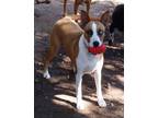 Adopt Gypsy from TEXAS a Boxer, Husky