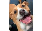 Adopt Lola a Pit Bull Terrier