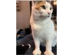 Adopt Daphne a Calico