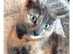 Adopt Naomi a Tortoiseshell, Domestic Short Hair