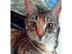 Adopt Moon a Tabby, Tortoiseshell