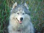 Adopt Oso a Alaskan Malamute