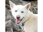 Adopt Taffy a Akita