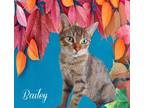 Adopt Bailey a Abyssinian, Tabby